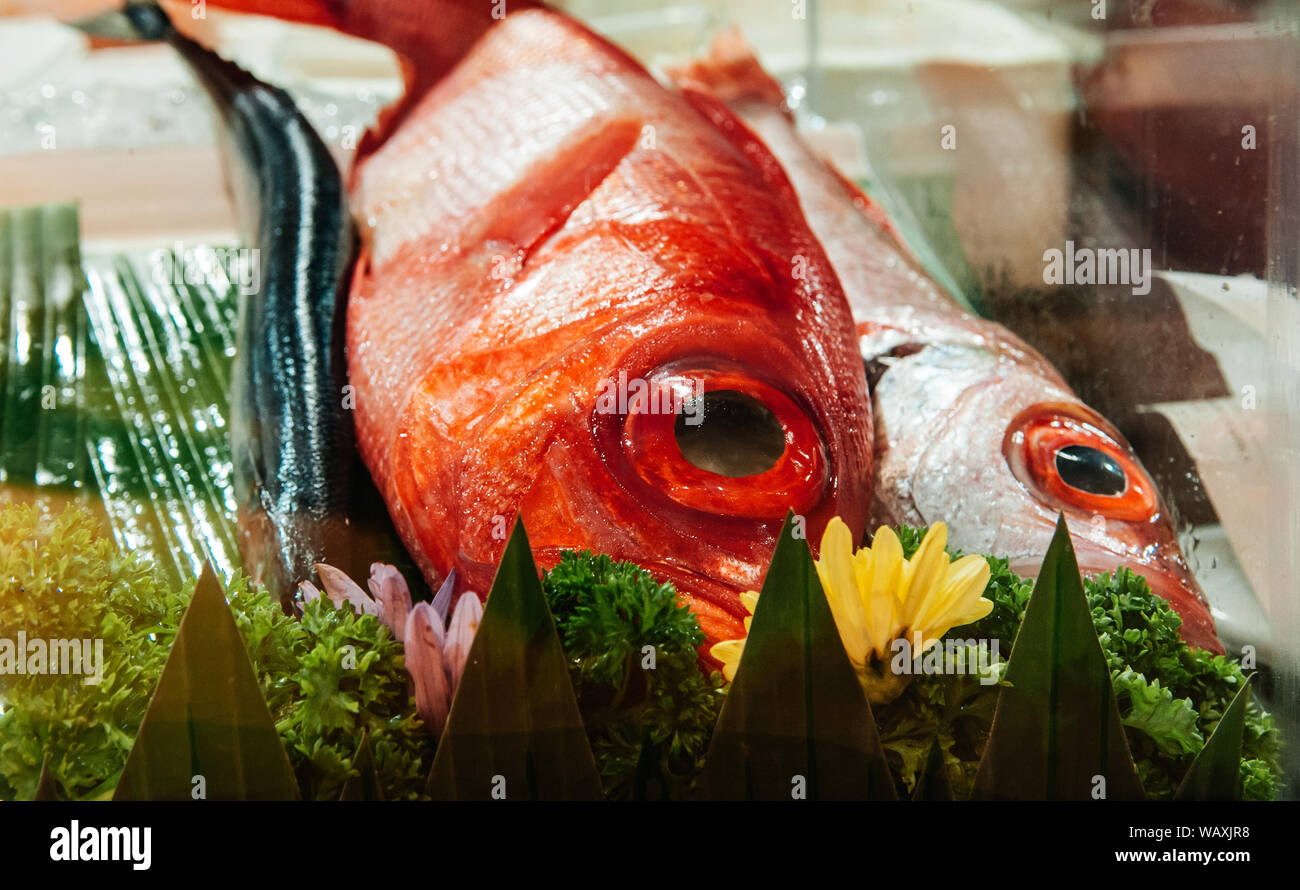 Big eyes Kinmedai or Red Alfonsino or Beryx fresh fish for Japanese sushi sashimi on ice Stock Photo
