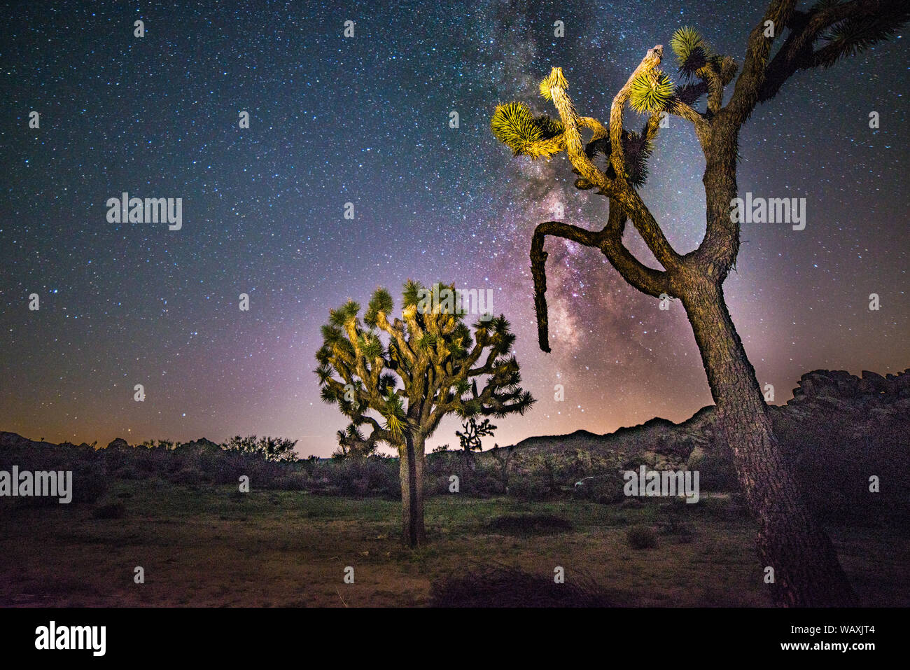 Joshua Tree National Park at Night with Milky Way Stock Photo