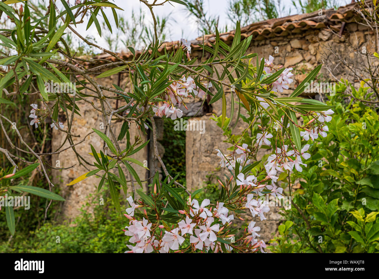 Old, abandoned ruin behind a white flowering oleander bush Stock Photo