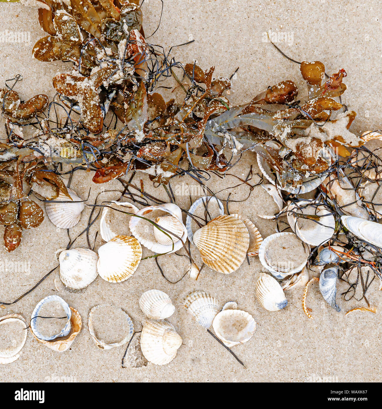Shells on the beach of island Amrum Stock Photo