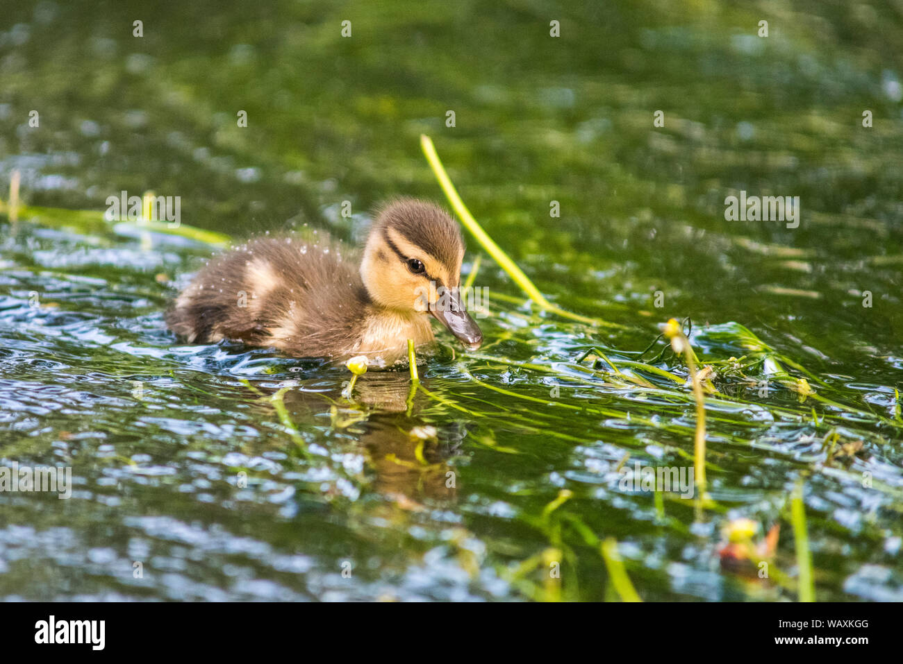 Mallard duckling swimming amongst the weeds on the river Frome, Dorset. Stock Photo