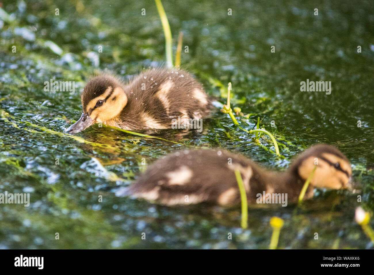 Mallard ducklings swimming amongst the weeds on the river Frome, Dorset. Stock Photo