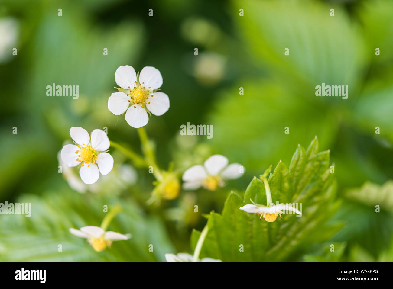 Strawberry with leaf hi-res stock photography and images - Alamy