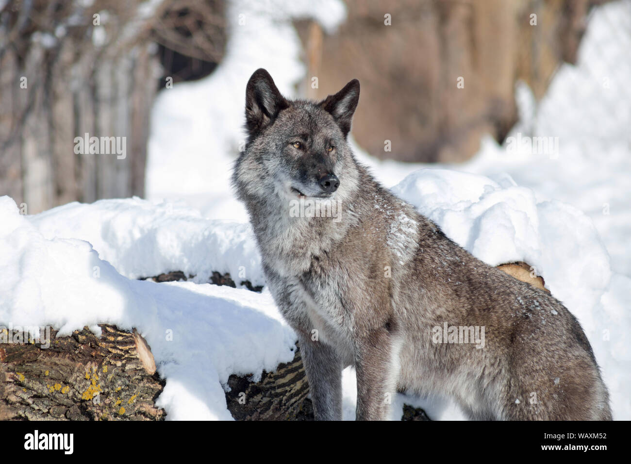 Cute black canadian wolf is standing on a white snow. Canis lupus