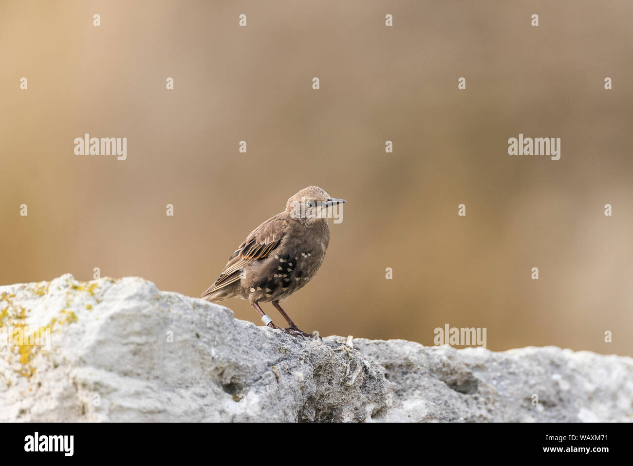 Juvenile starling on white boulder with a soft brown background. Stock Photo