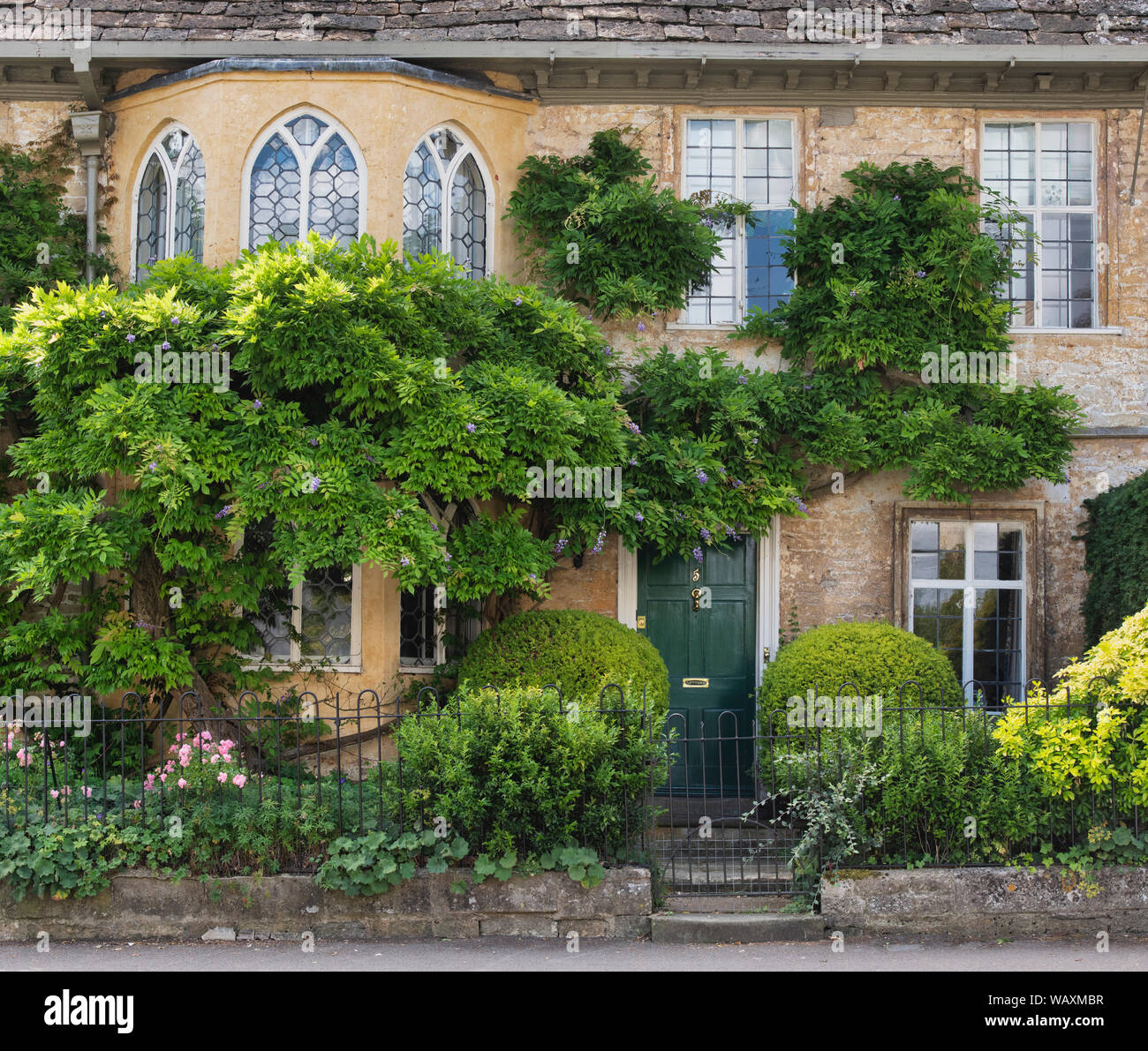 Wisteria foliage covering a house along Cecily hill, Cirencester, Cotswolds, Gloucestershire, England Stock Photo