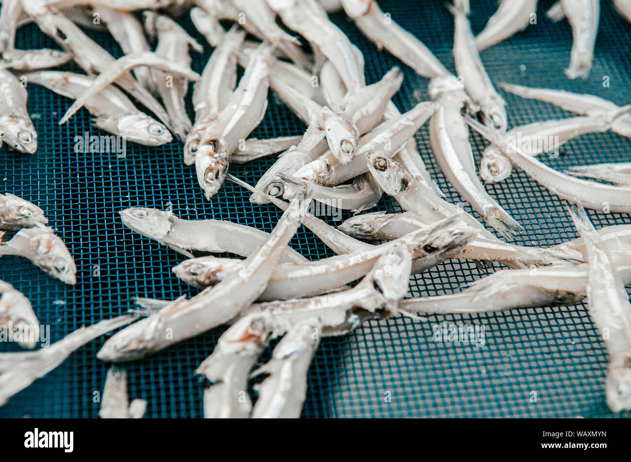 Salted sun dried anchovy fish making process close up details Local