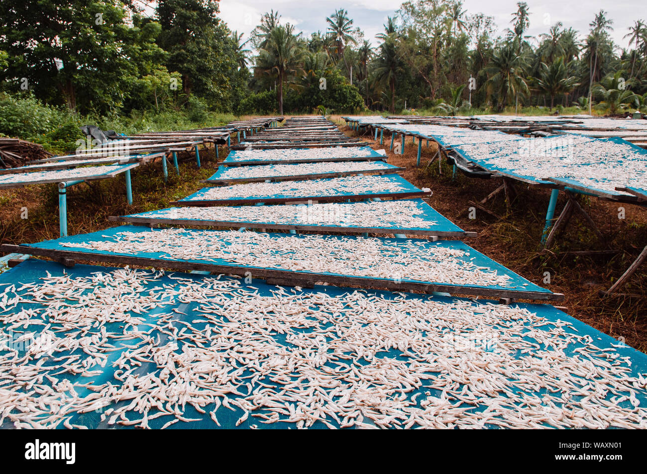 Salted sun dried fish making process - outdoor space for making dried fish in local village Thailand Stock Photo