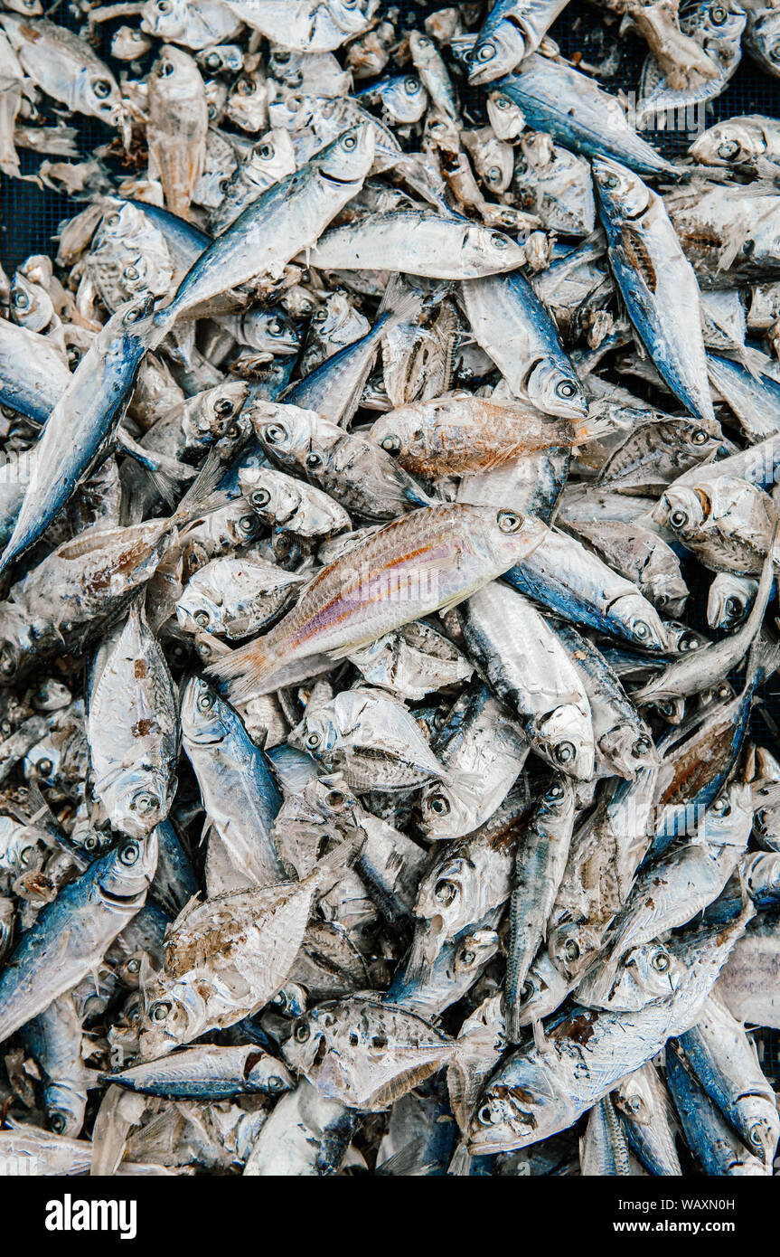 Salted sun dried anchovy and assorted fish making process top view details - Local seafood industry Thailand Stock Photo