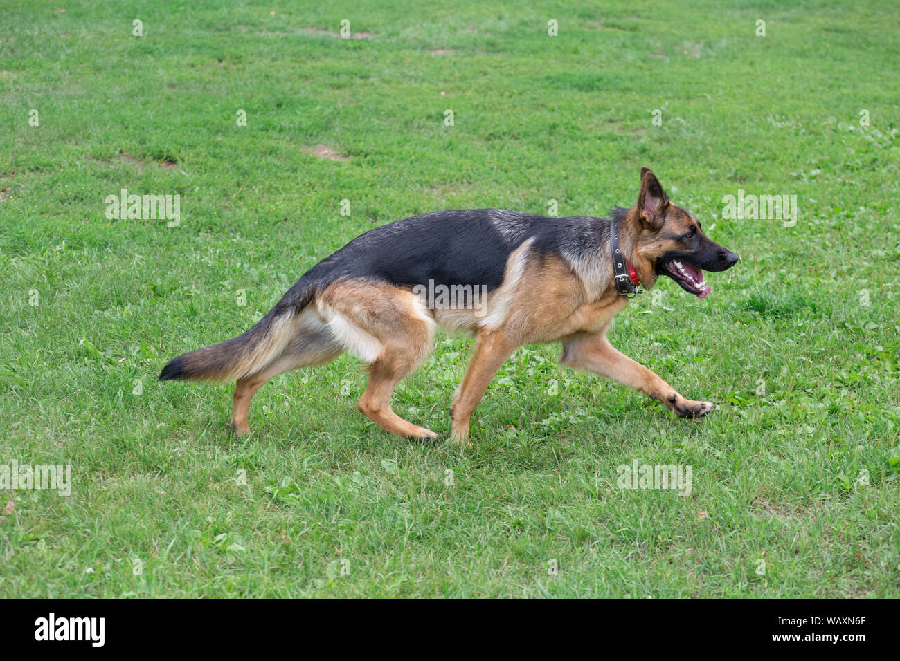 Cute german shepherd with black mask is walking on the green grass. Pet