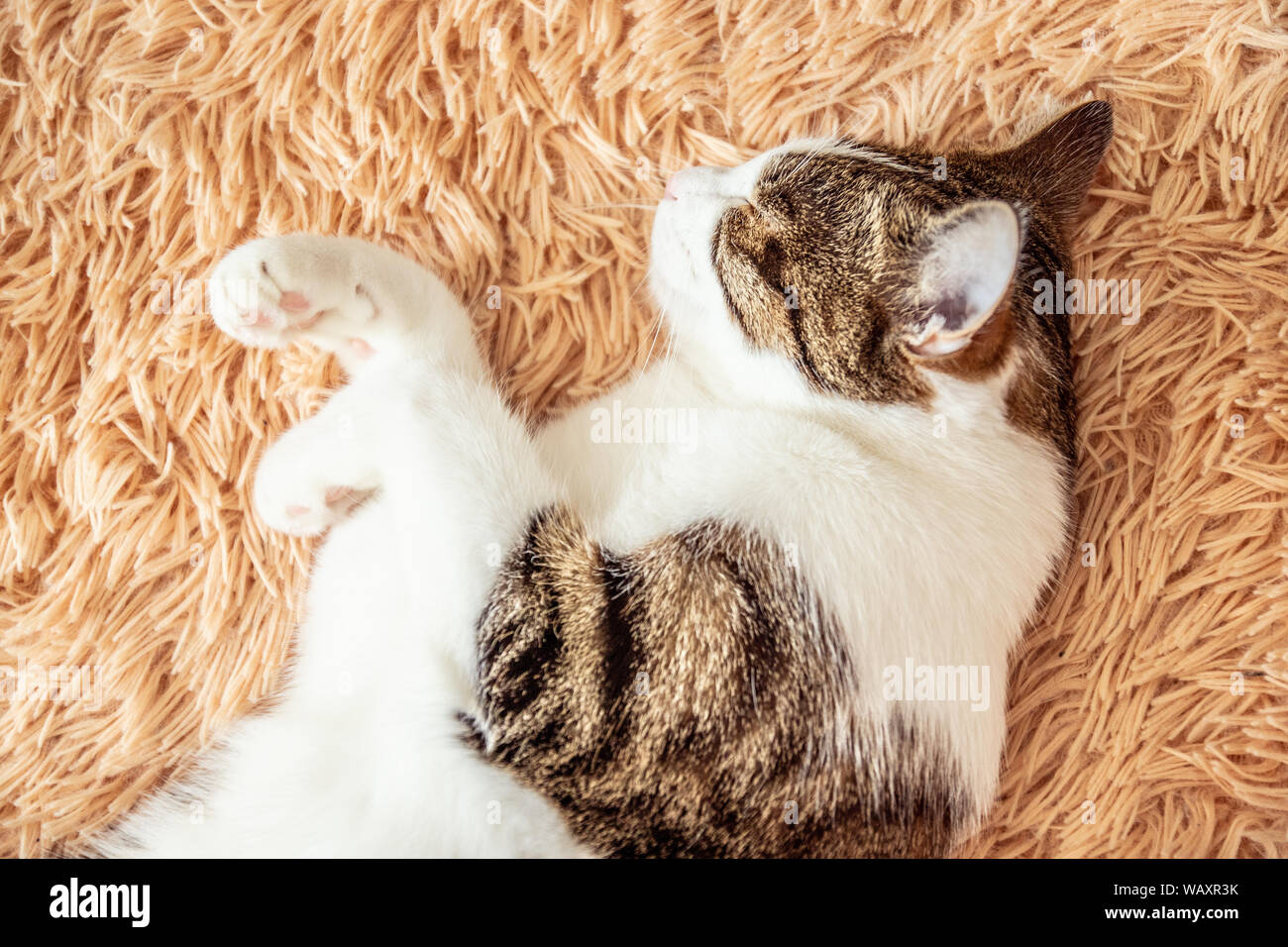 Cute domestic cat is sleeping sweetly on the couch Stock Photo - Alamy