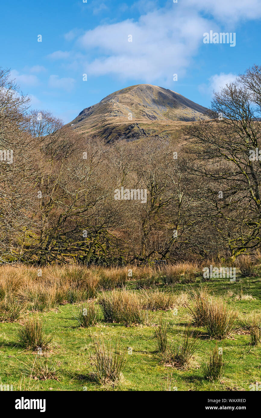 Moelwyn Mawr mountain viewed through woodland near the village of Croesor Snowdonia National Park UK March 8069 Stock Photo