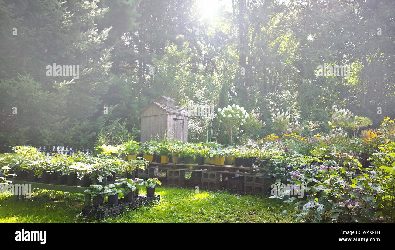 Rural horticultural farm with early morning fog lifting Stock Photo
