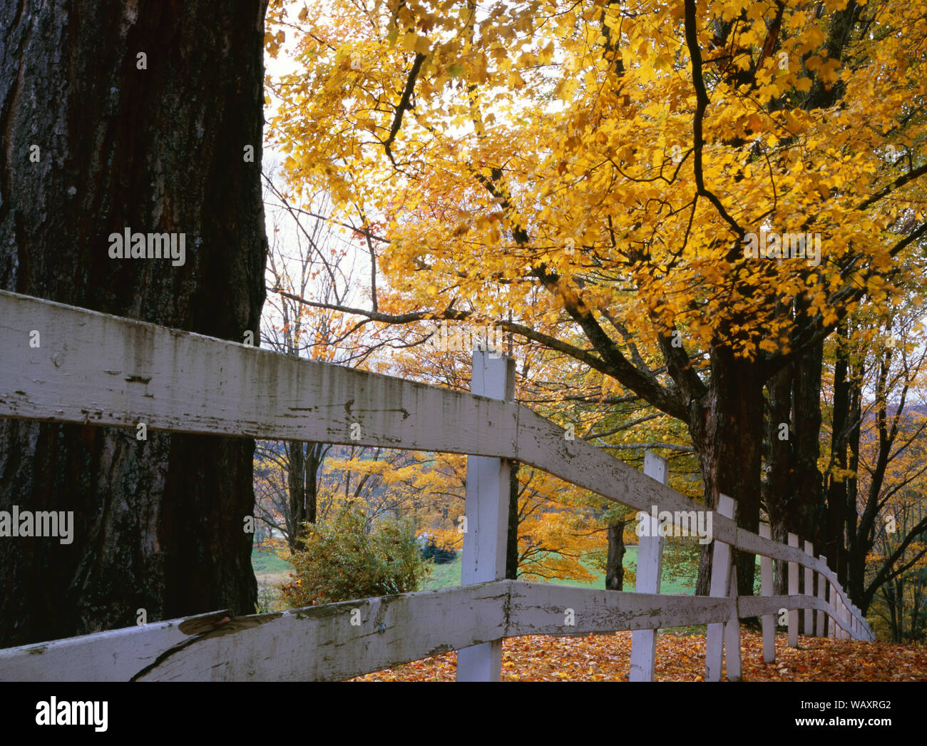 Sugar Maple Vermont Tree High Resolution Stock Photography and Images ...