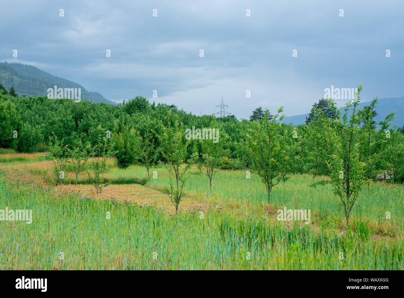 Photo of apple garden in himalayas - India Stock Photo