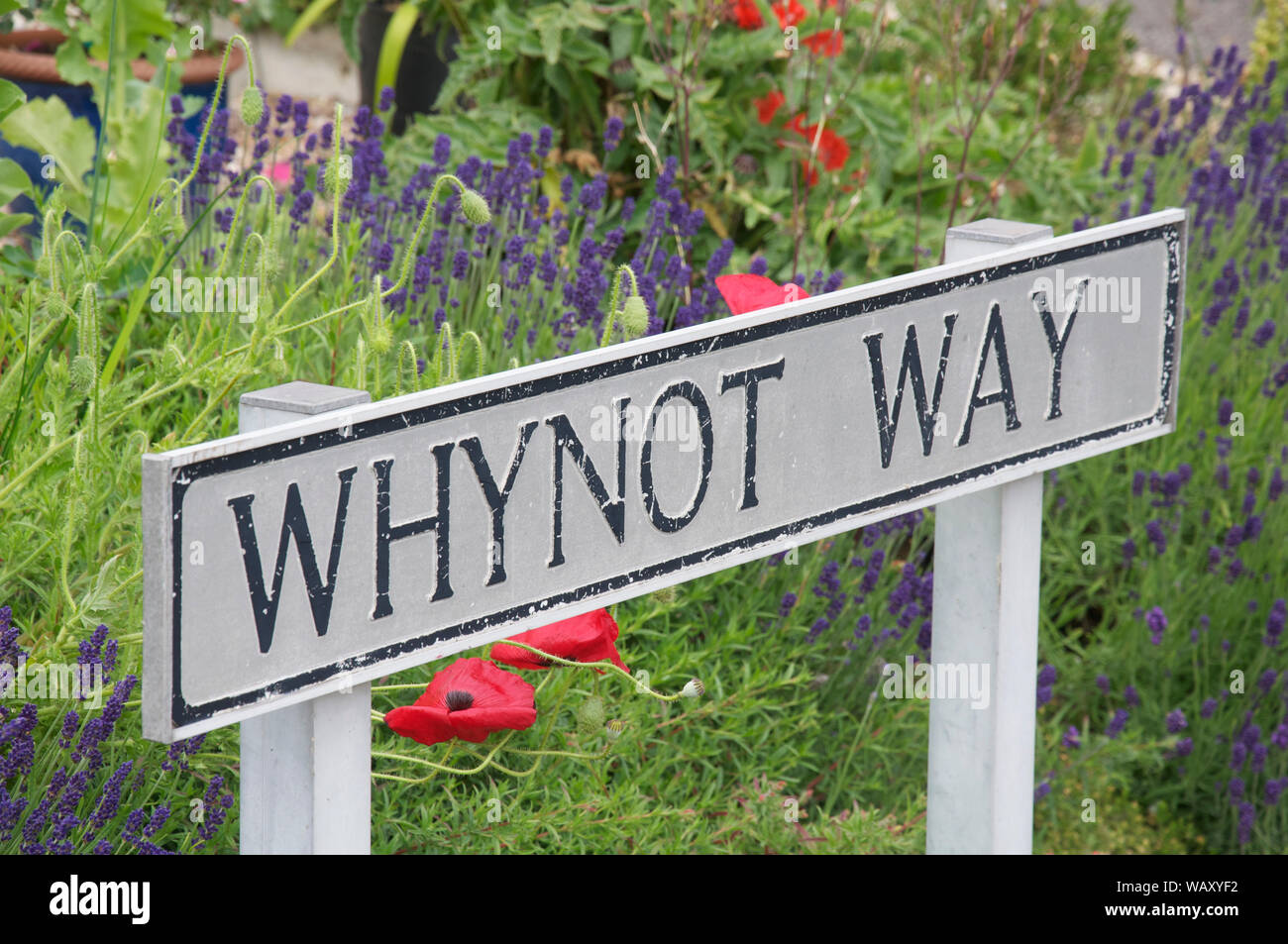 Whynot Way. Quirky, quizzical street name sign in a residential suburban side street. Weymouth, Dorset, England, United Kingdom. Why? Why not? Stock Photo