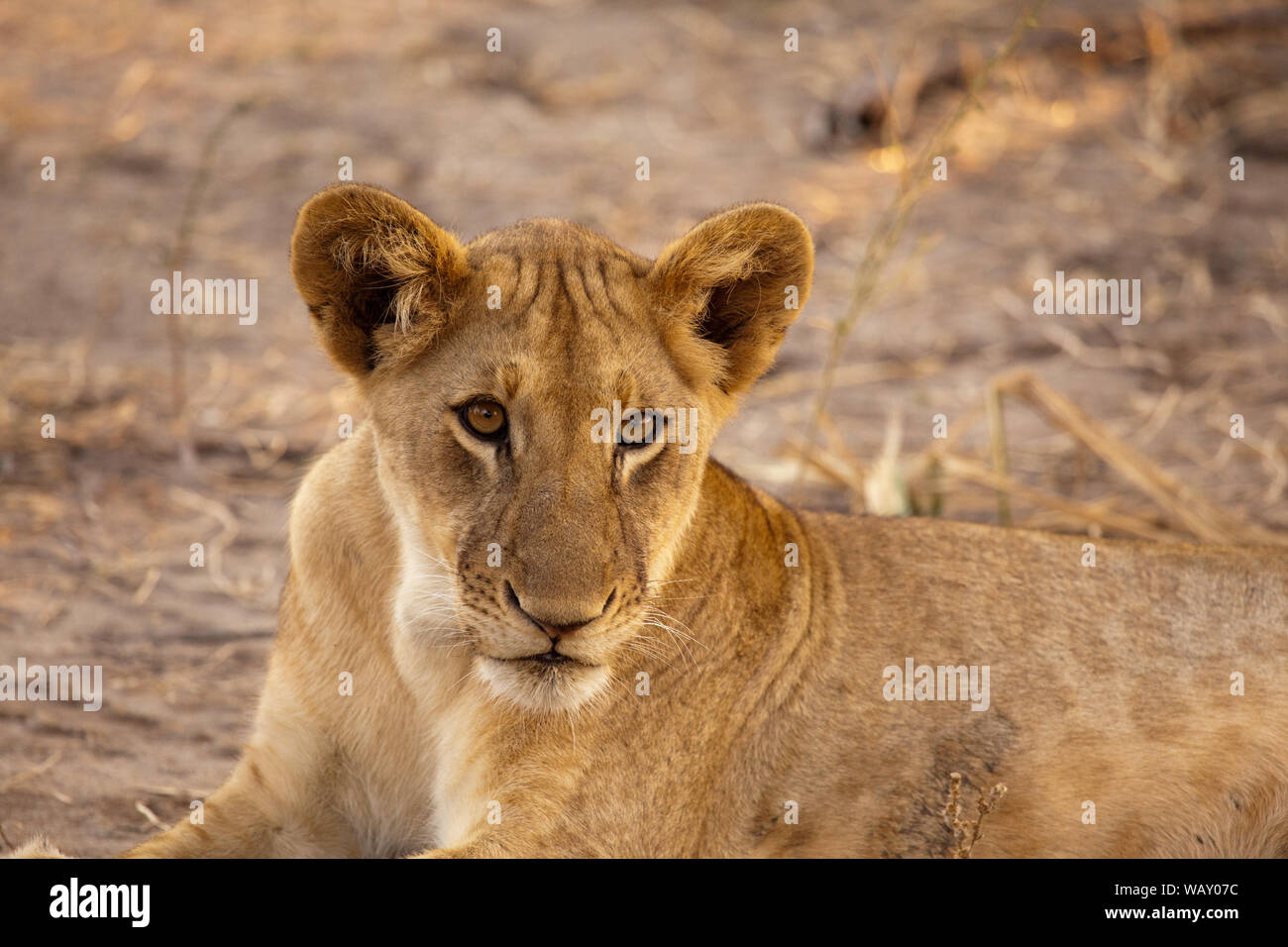 Juvenile lion sitting in the shade, Selous Game Reserve, Tanzania Stock Photo