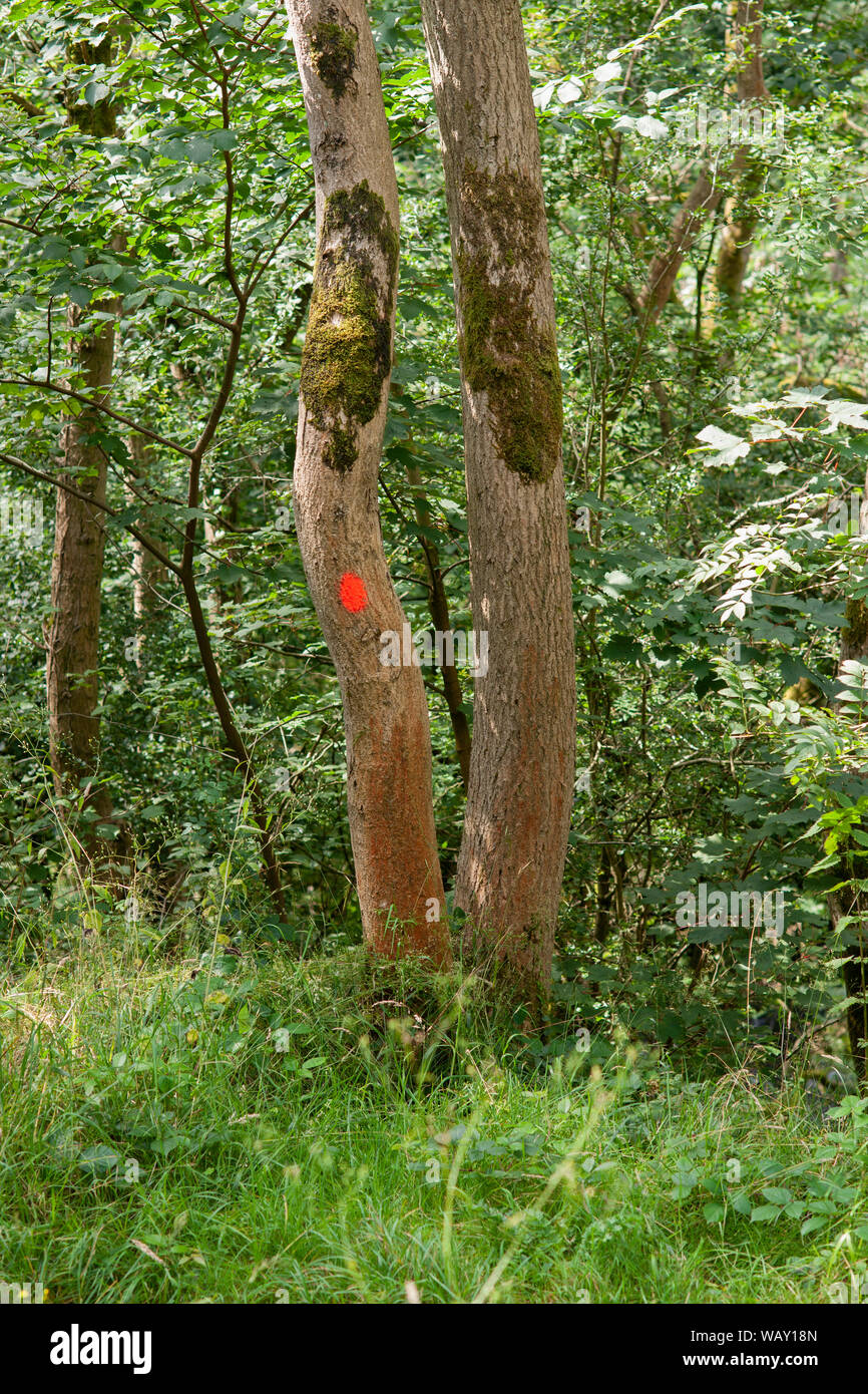 tree painted with red dot for the purpose of woodland management Stock Photo