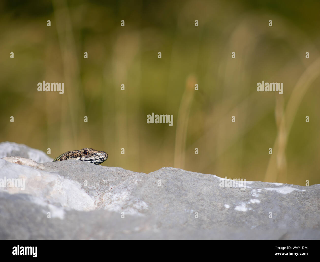 Common Wall Lizard peeks out from behind rock. Podarcis muralis. Nature background with copyspace. Stock Photo