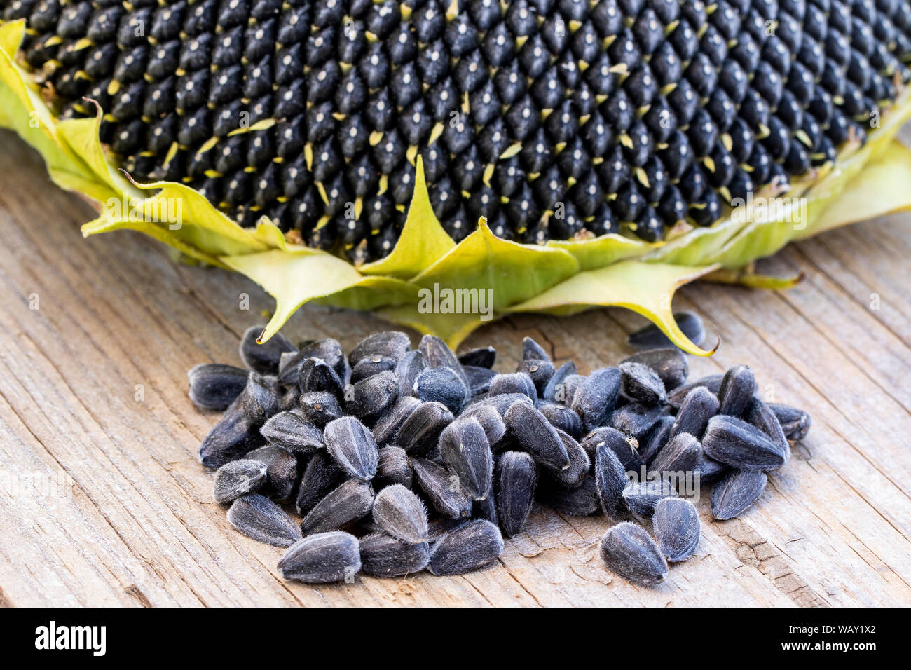 Sunflower with Seeds on wooden background (macro shot) Stock Photo