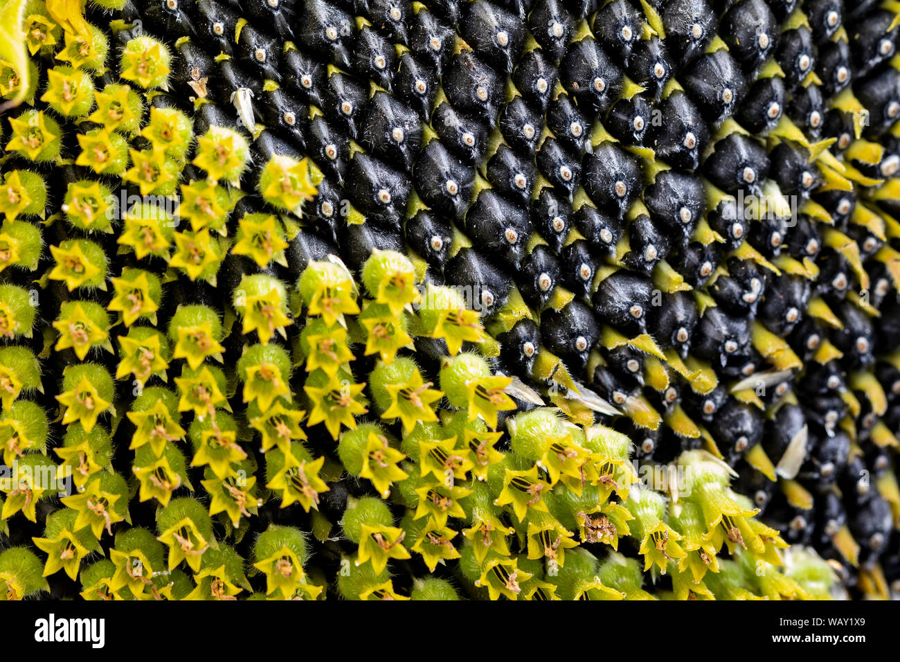 Sunflower with seeds and flowers in sight Stock Photo