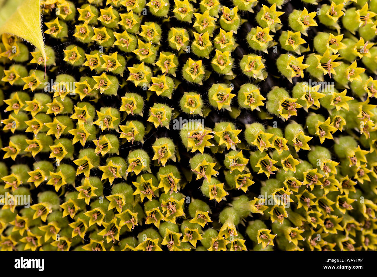 Sunflower with flowers in sight (close-up) Stock Photo