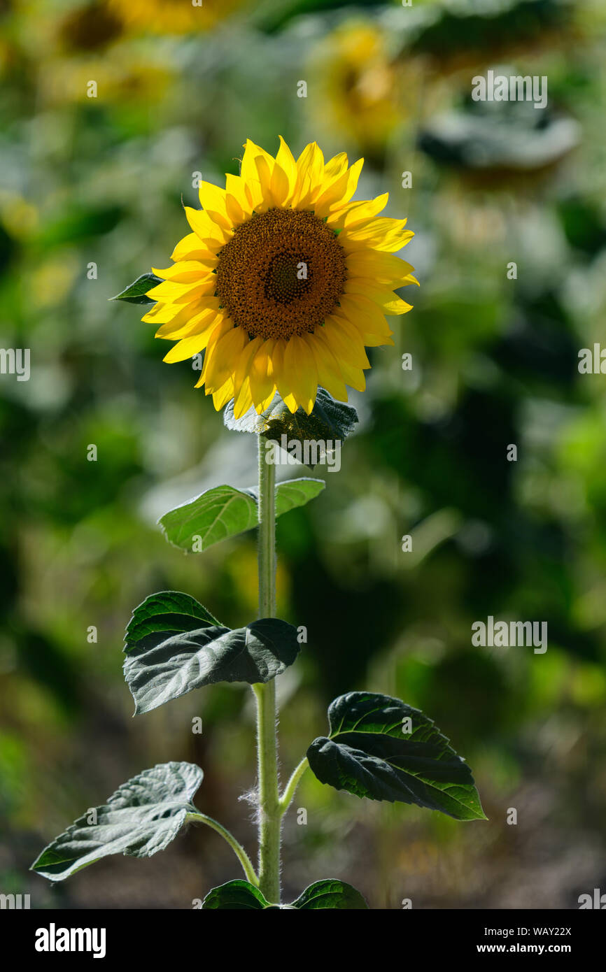 Close up of a sunflower in the midst of a sunflower field Stock Photo ...