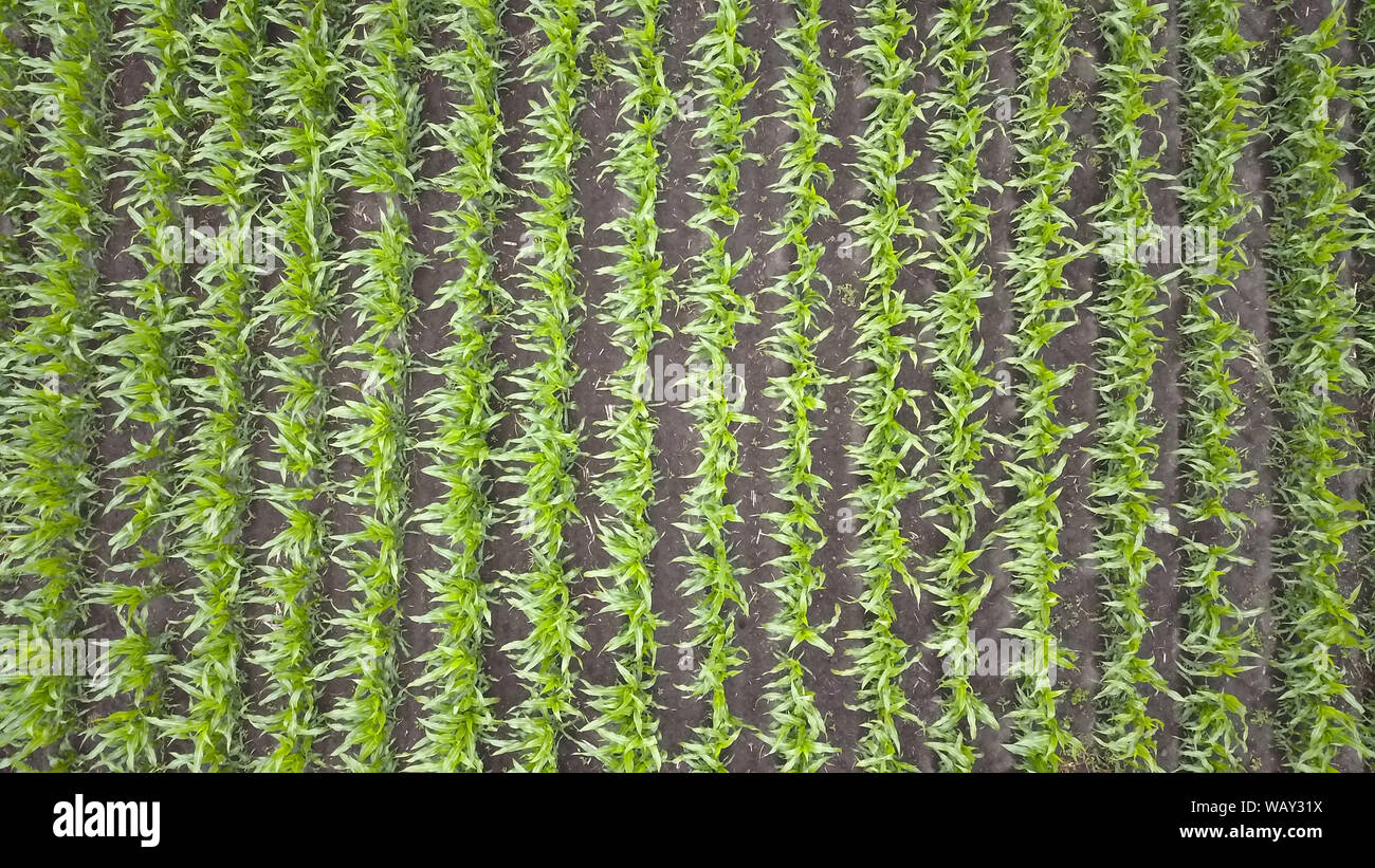 Cornfield rows drone view hi-res stock photography and images - Alamy