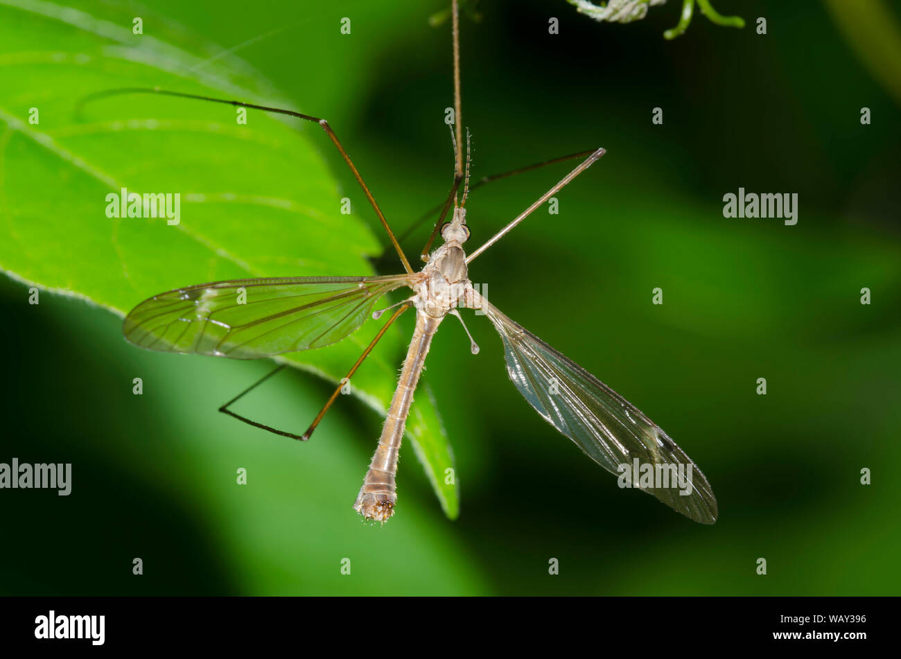 Large Crane Fly, Family Tipulidae, male Stock Photo