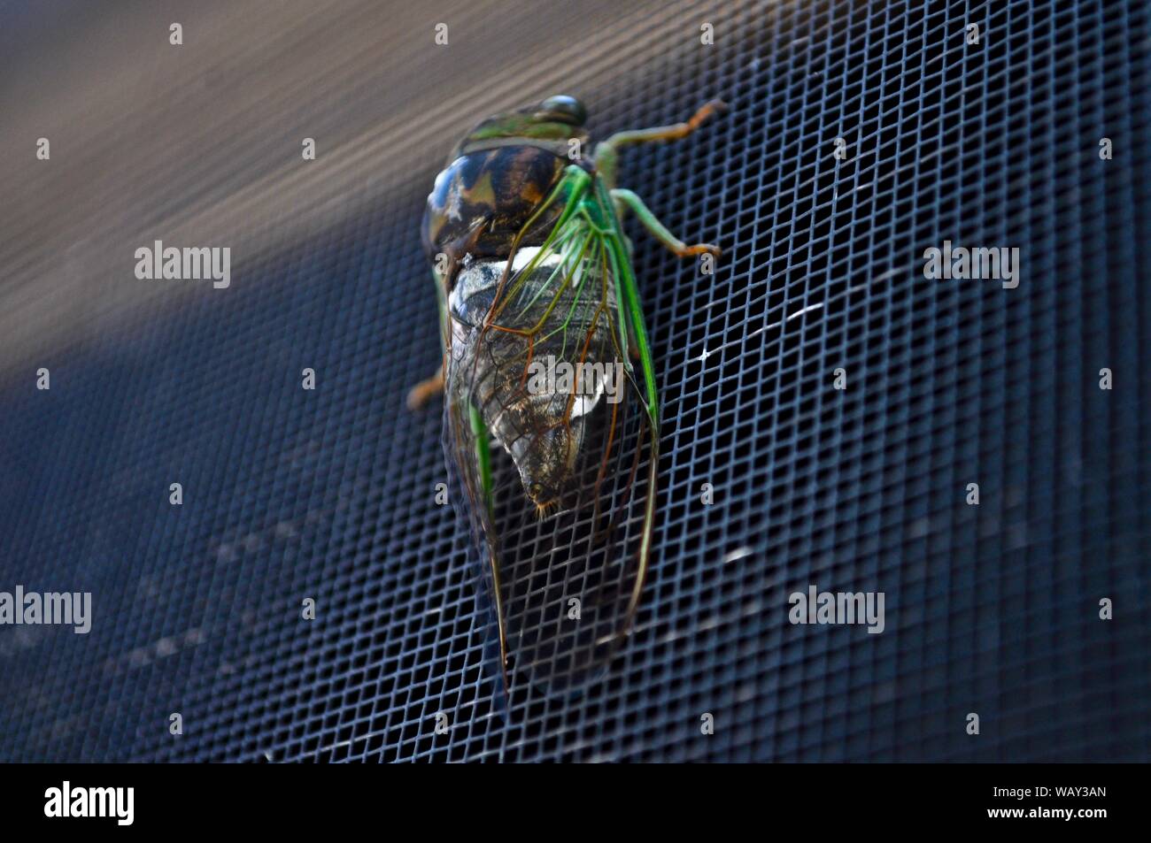 The World Biggest Fly Stock Photo