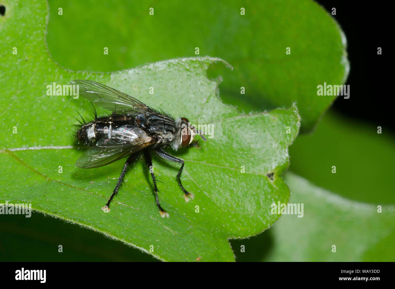 Tachinid Fly, Tribe Exoristini Stock Photo