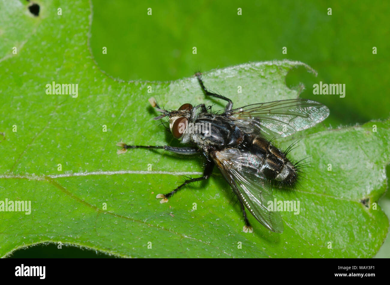 Tachinid Fly, Tribe Exoristini Stock Photo - Alamy