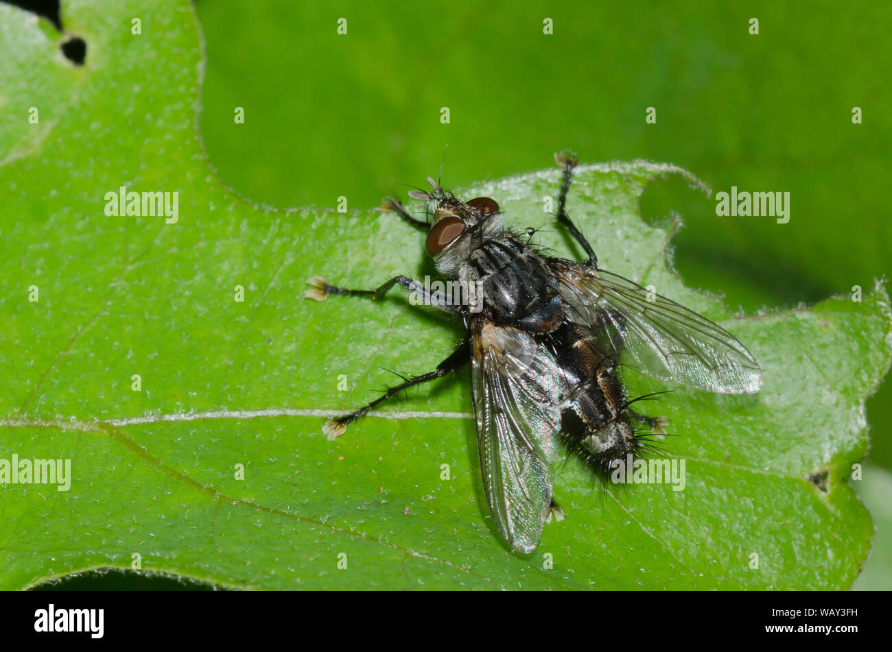 Tachinid Fly, Tribe Exoristini Stock Photo