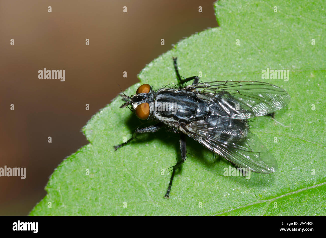 Flesh Fly, Family Sarcophagidae Stock Photo - Alamy
