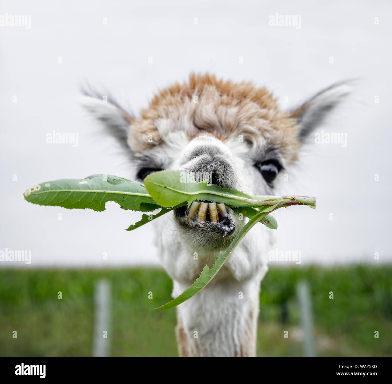 Alpaca eating weeds, Manitoba, Canada. Stock Photo
