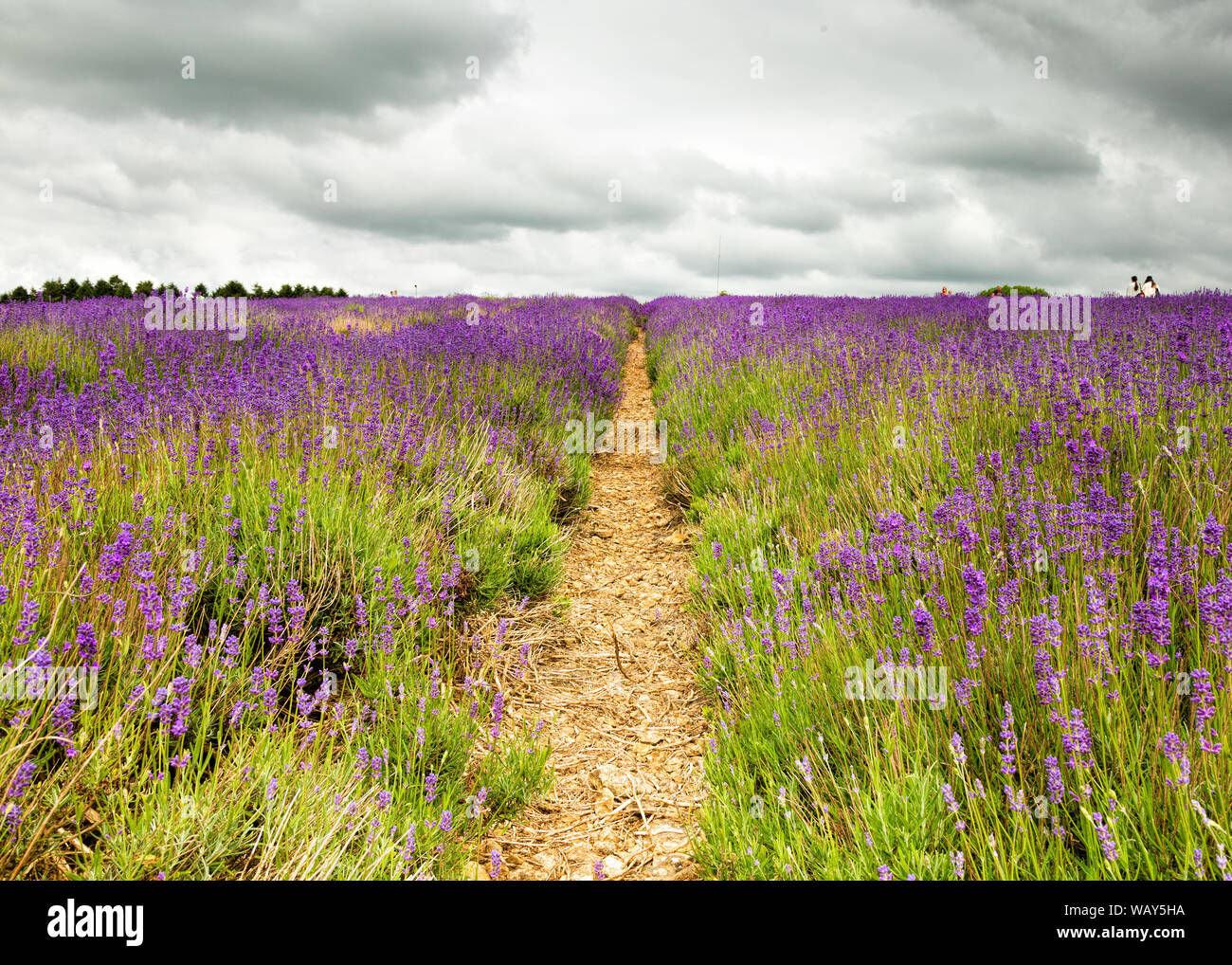 Lavender Fields at Snowshill Lavender Farm in the Cotswolds near