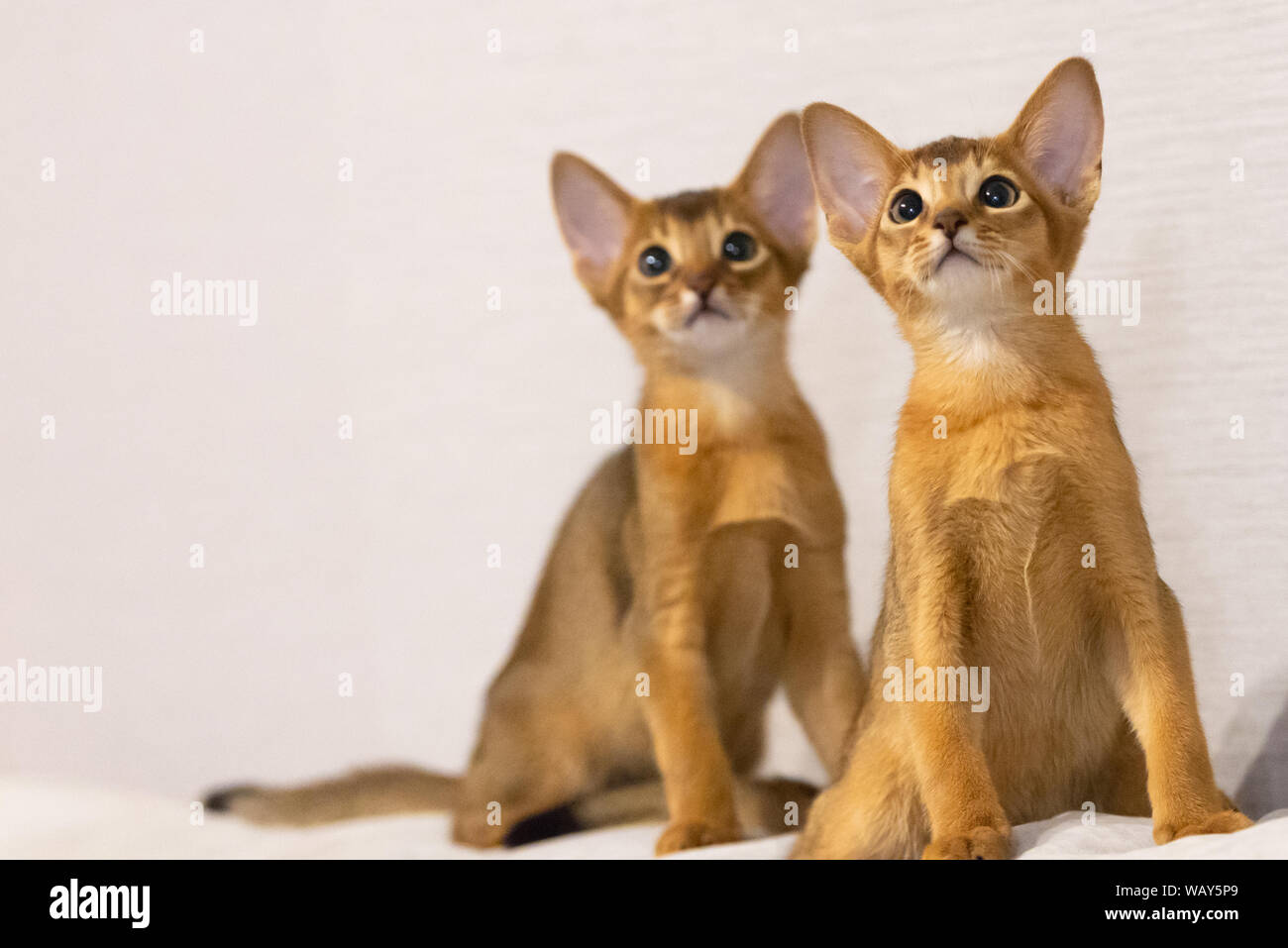 pharaoh cat breed