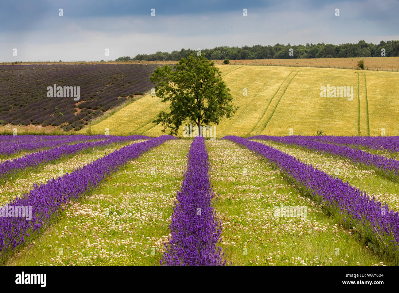 Lavender Fields at Snowshill Lavender Farm in the Cotswolds near Broadway Stock Photo