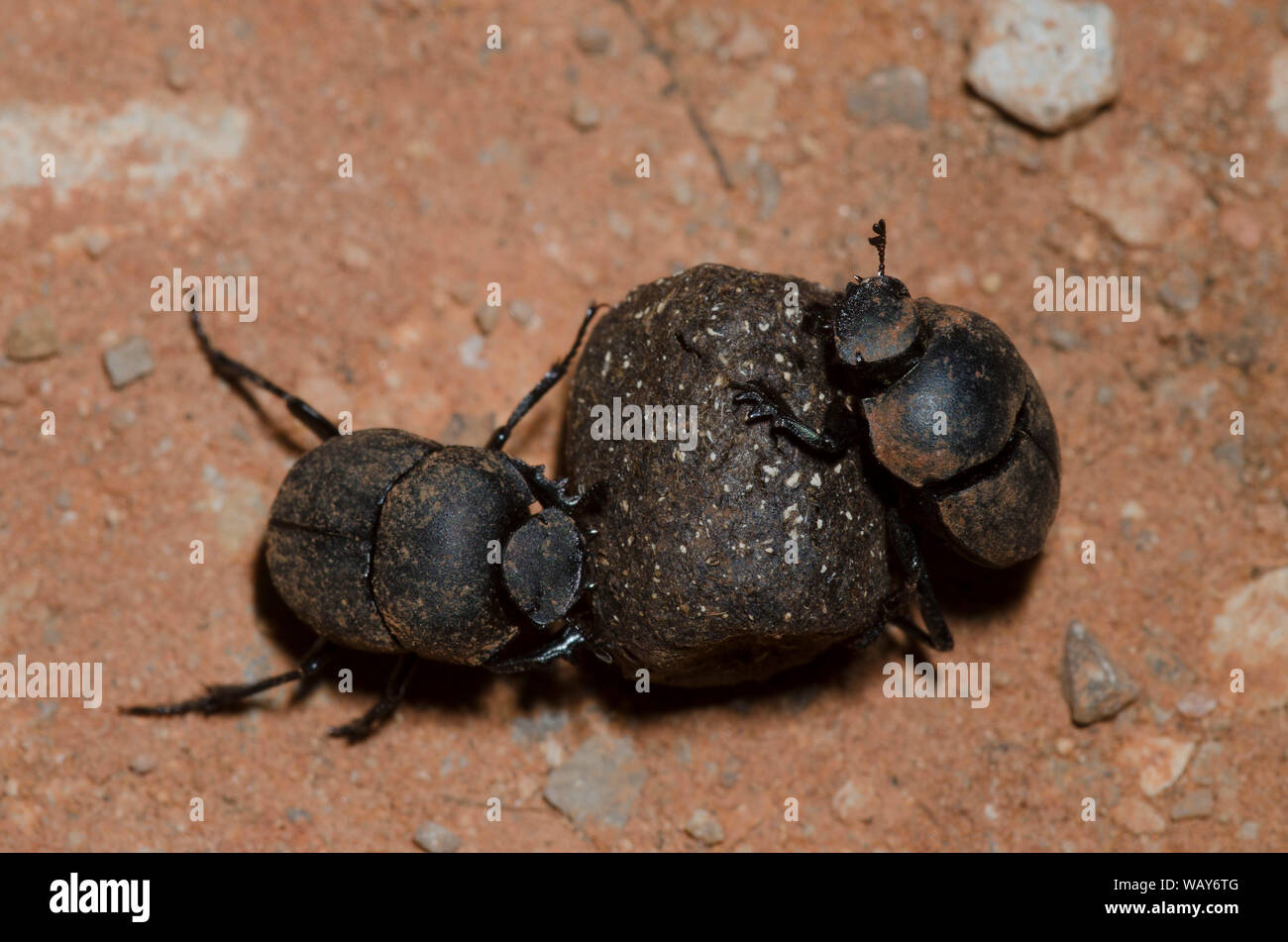 Dung Beetles, Subfamily Scarabaeinae, rolling dung ball Stock Photo