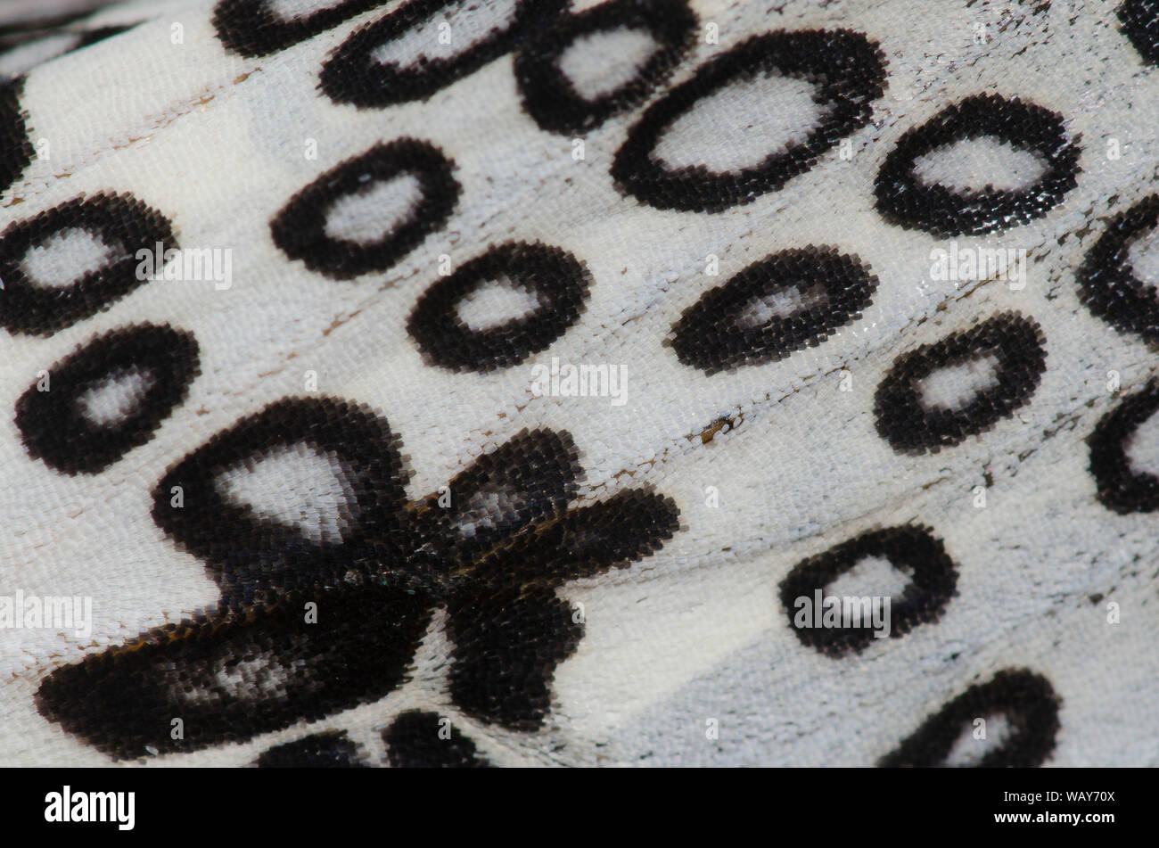 Giant Leopard Moth, Hypercompe scribonia, wing detail Stock Photo