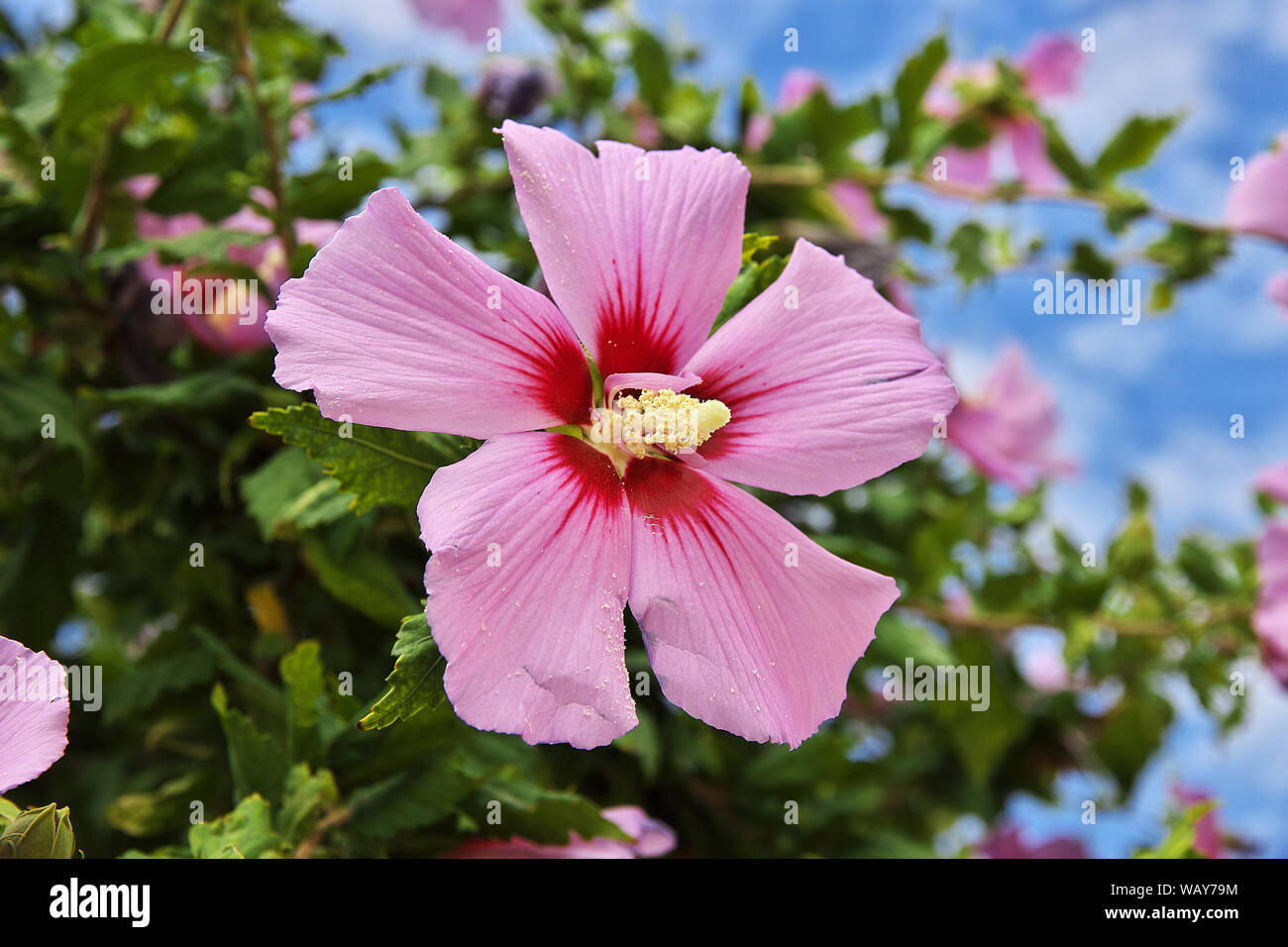 Flowers in Baku city, Azerbaijan Stock Photo Alamy