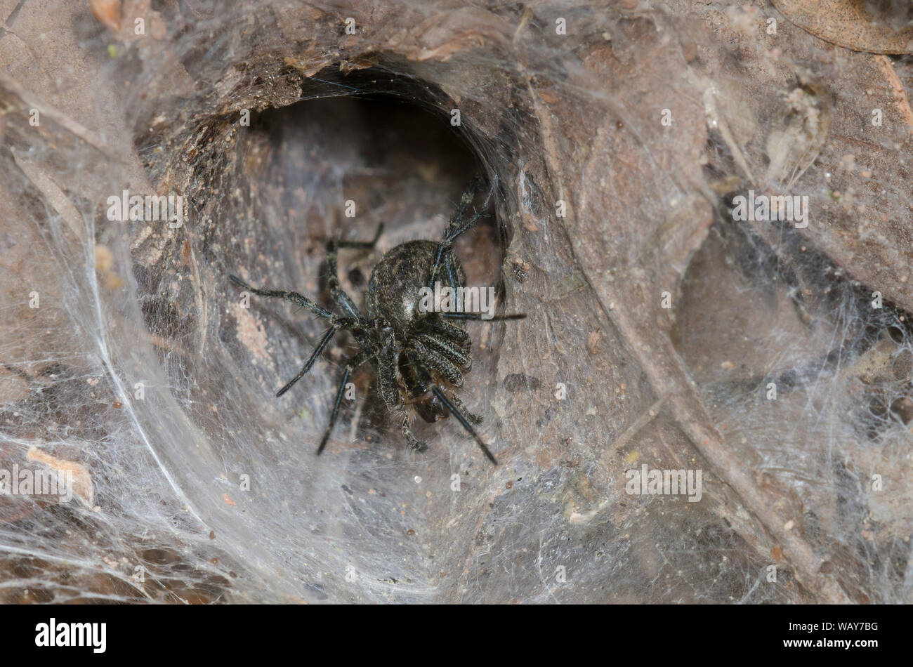 Funnelweb Spider, Family Agelenidae Stock Photo Alamy