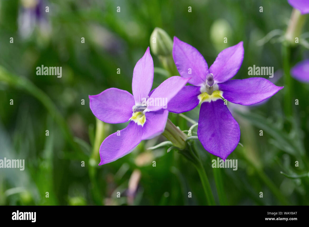 Isotoma Fizz 'n Pop Purple flowers. Stock Photo