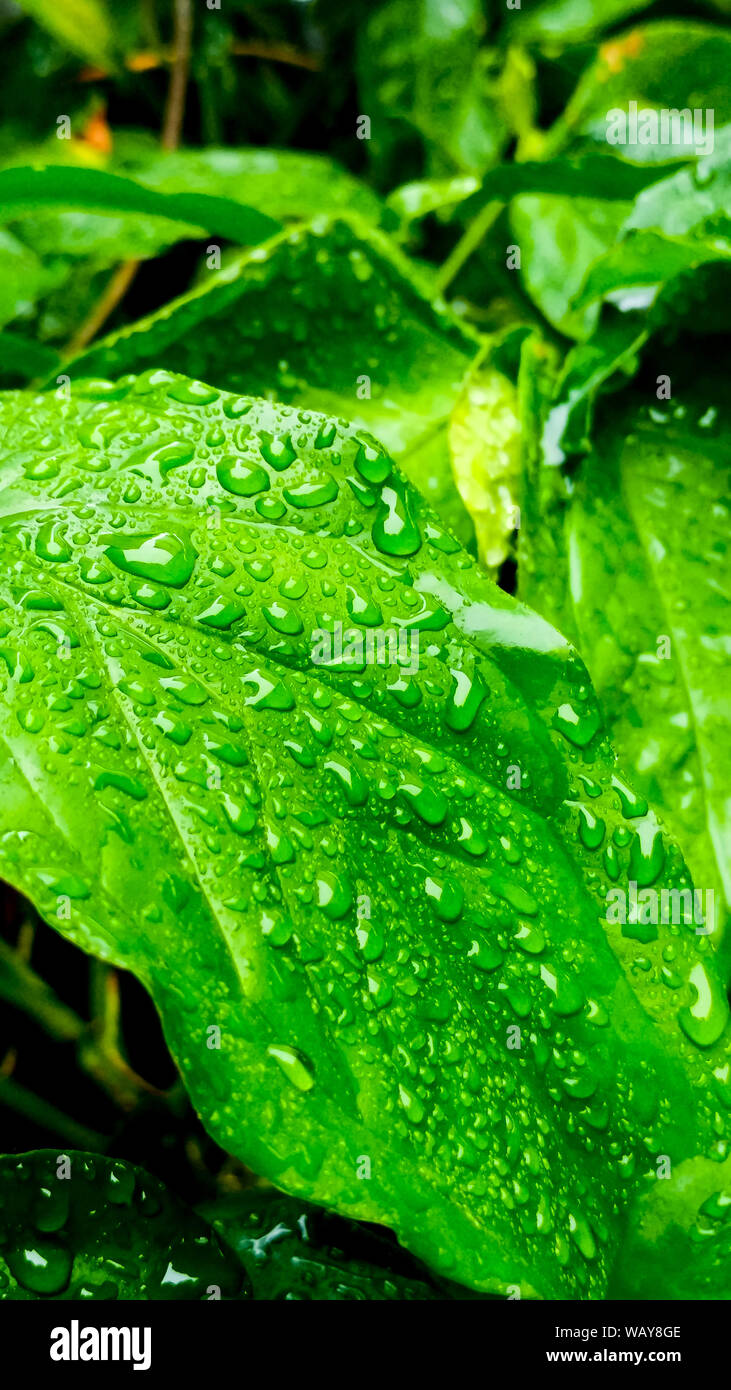 Six lobed leaves hi-res stock photography and images - Alamy