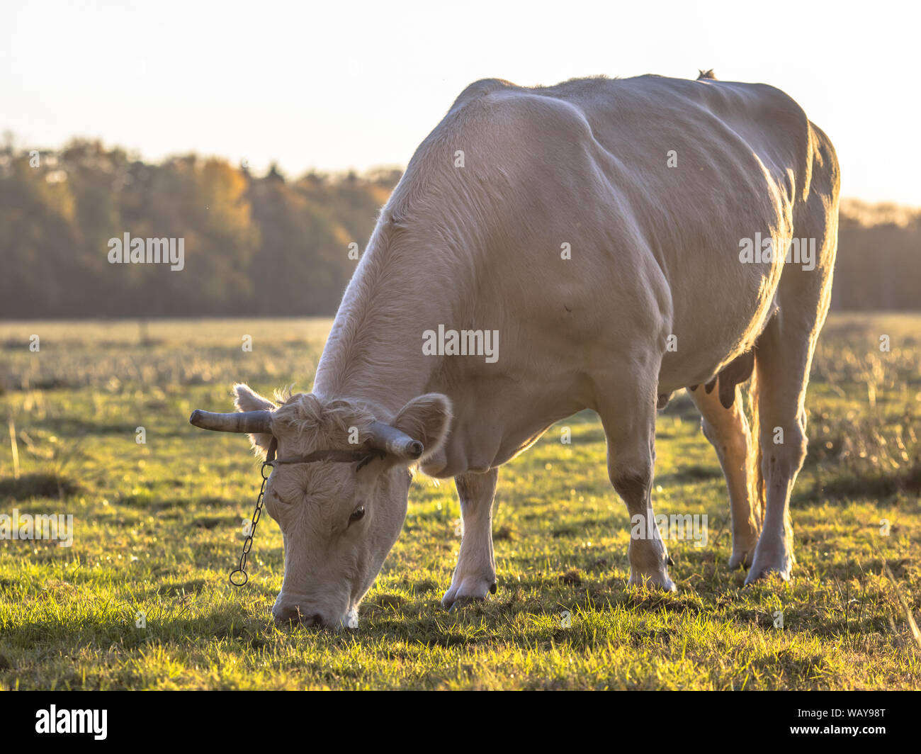 White cow grazing in natural grassland back lit by setting sun. Netherlands Stock Photo