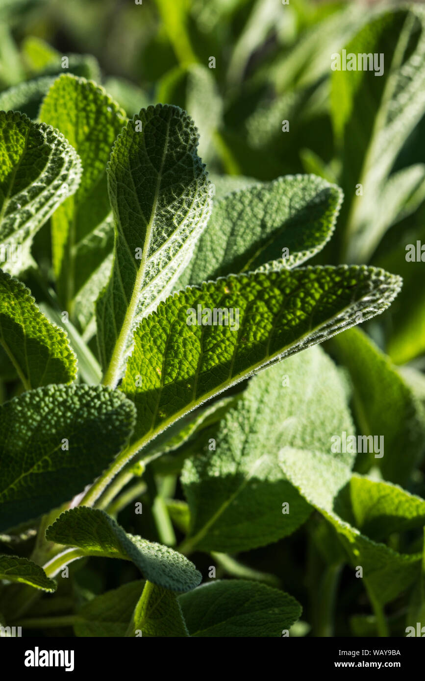 Sage green house hires stock photography and images Alamy