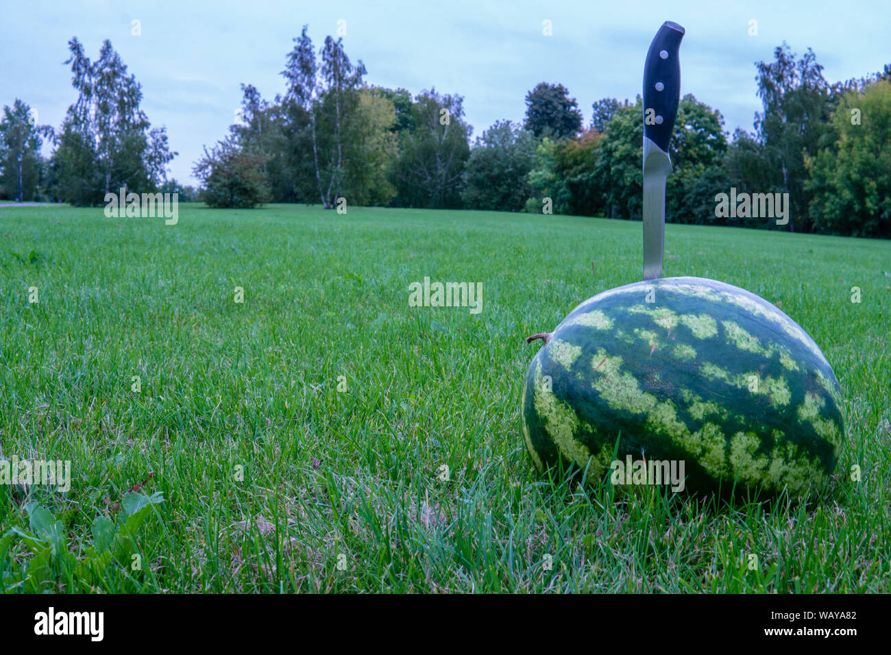 Large watermelon bright red slice of watermelon on green grass in a forest on the nature in the summer lying on the field stripe ball Stock Photo