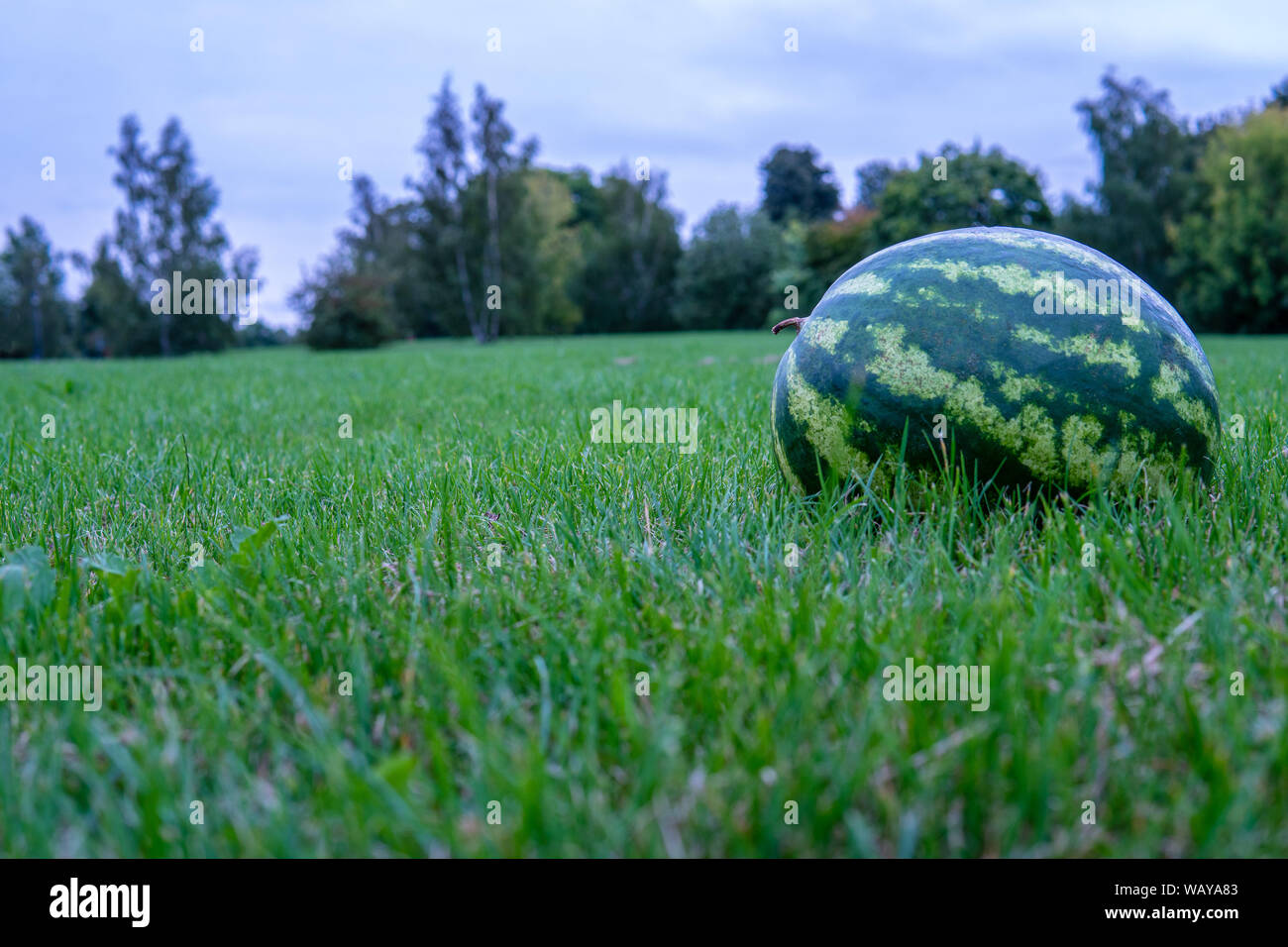 Large bright red watermelon, slice of watermelon, green grass against wood outdoors in the summer lies on the field striped ball Stock Photo