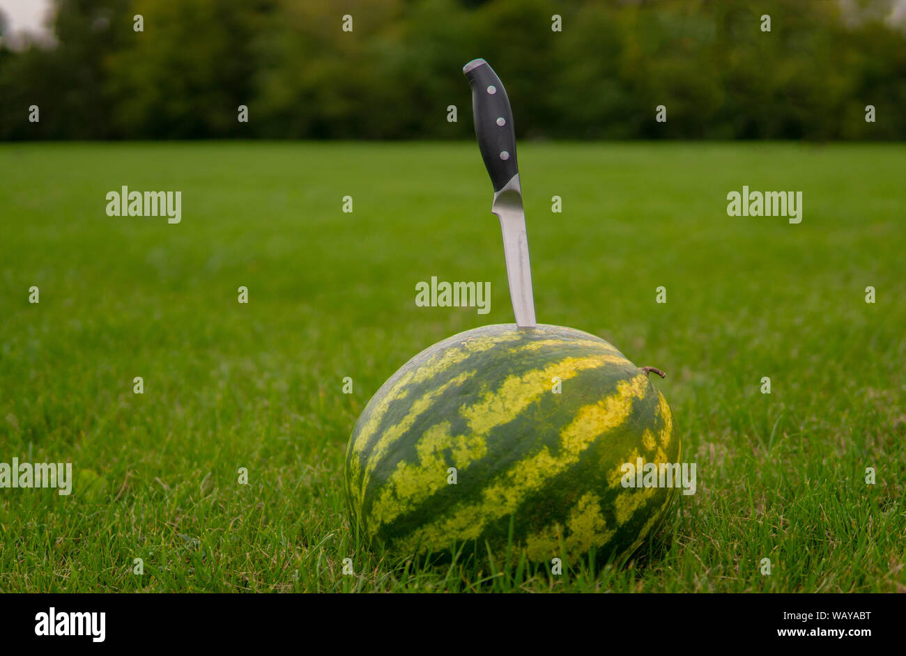 Large watermelon bright red slice of watermelon on green grass in a forest on the nature in the summer lying on the field stripe ball Stock Photo