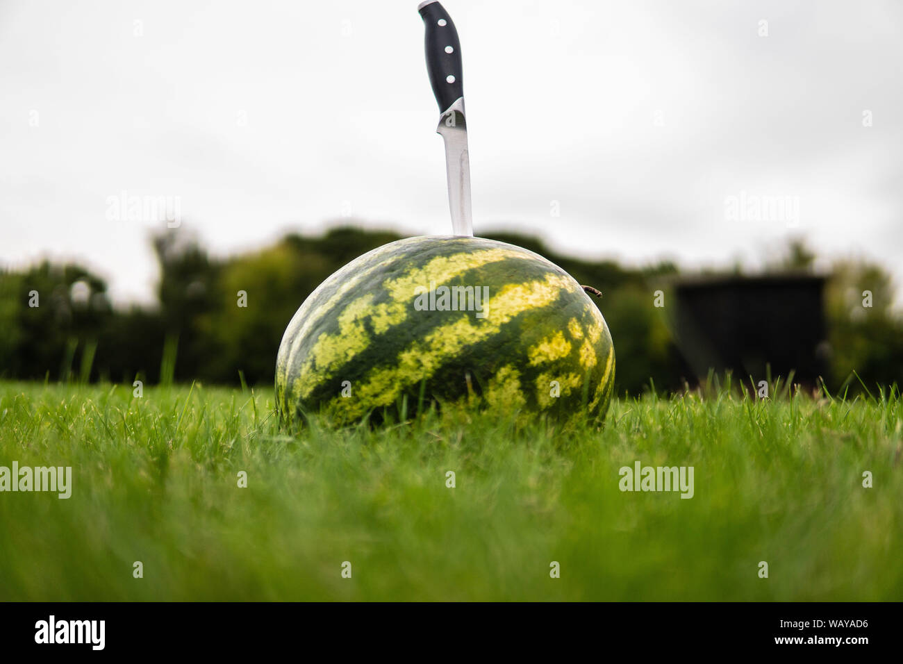 Large watermelon bright red slice of watermelon on green grass in a forest on the nature in the summer lying on the field stripe ball Stock Photo